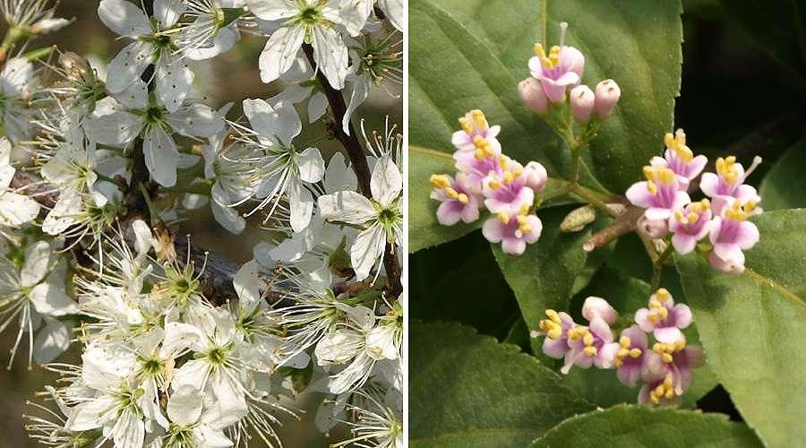 Blühende Bonsai Prunus spinosa (Schwarzdorn) und Callicarpa japonica (Schönfrucht)