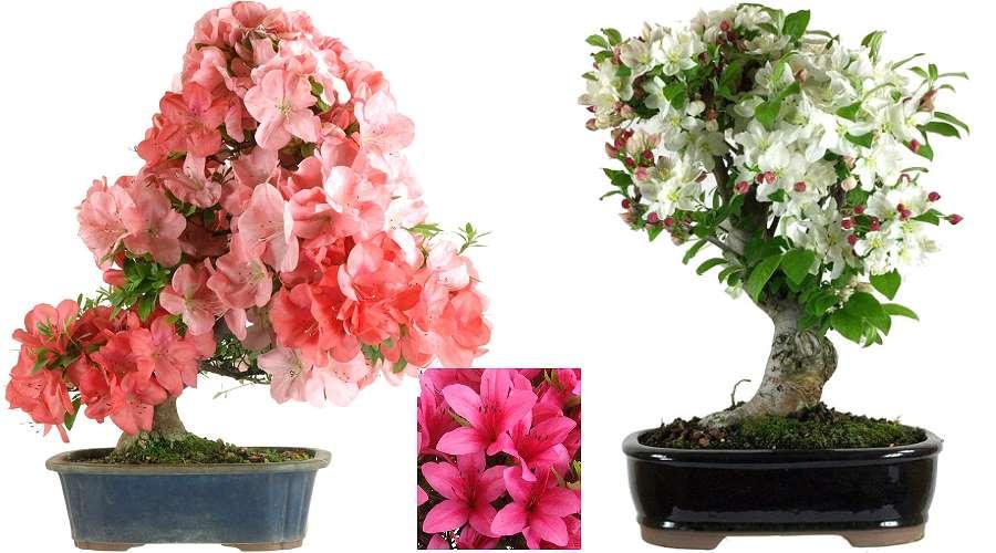Bonsaï avec des fleurs spectaculaires : Bonsaïs Satsuki Azalea et pommier ornemental