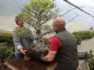 Grandes  bonsai - Trasplante de un Fagus crenata