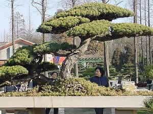 Sosna biała bonsai w ogrodzie botanicznym w Szanghaju