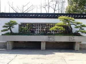 Grandes árboles bonsai - Bonsai de pino negro (Pinus thunbergii) en el jardín botánico de Shanghai