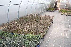 Bonsái de olmo chino (Ulmus parvifolia) - Nuestro stock en en primavera