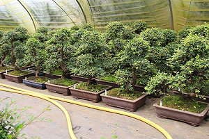 Chinese elm bonsai (Ulmus parvifolia) - Our stock in summer