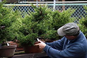 Selección de bonsái de enebro (Juniperus chinensis) en un vivero de exportación japonés