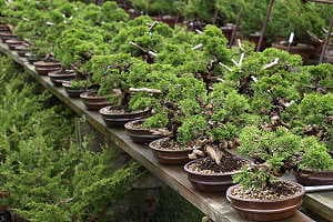 Bonsái de enebro (Juniperus chinensis) en un vivero de exportación japonés