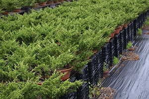 Pré-bonsaï de genévrier (Juniperus chinensis) au pépinières d'exportation japonaises