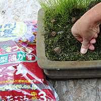 Engrais et fertilisation - Bonsai Shohin