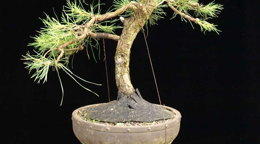 Alambre de modelado de bonsái, alambre de encuadernación de placa de bonsái  sin Fadeless, antioxidante, bobinado suave, herramientas de jardín de
