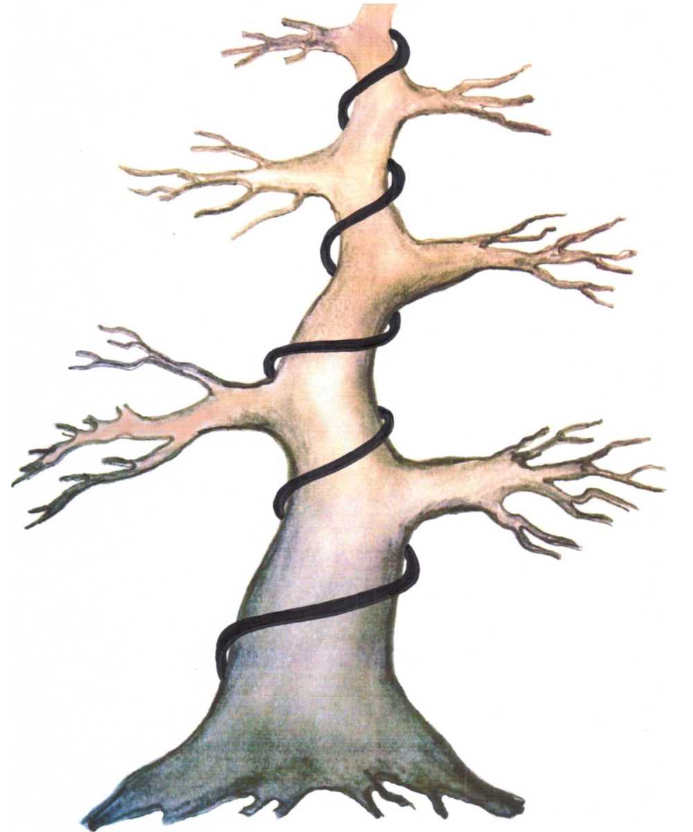 El alambrado del bonsái