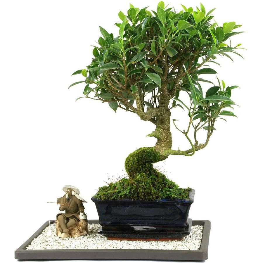 Plateau plastique 28x20 cm, Arrosage bonsaï