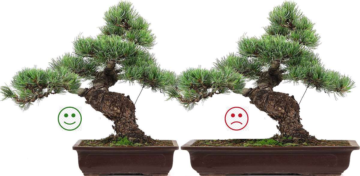 Alentar colorante reducir Selección de macetas de bonsai