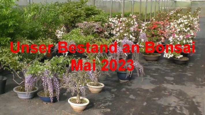 Video: Unser Bestand an Bonsai Mai 2023 - Unser Bestand an Bonsai Mai 2023