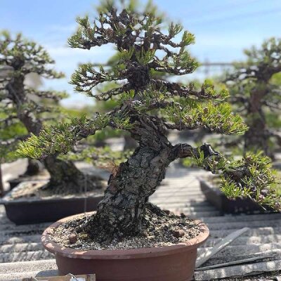Nowe bonsai z Japonii 2023 - Nowe bonsai z Japonii 2023