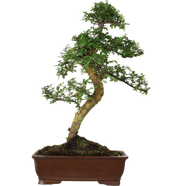 Chinese elm, Bonsai, 18 years, 79cm