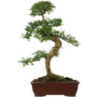 Chinese elm, Bonsai, 18 years, 80cm