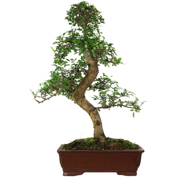 Chinese elm, Bonsai, 18 years, 78cm