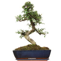 Chinese elm, Bonsai, 14 years, 50cm