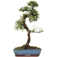 Chinese elm, Bonsai, 14 years, 66cm