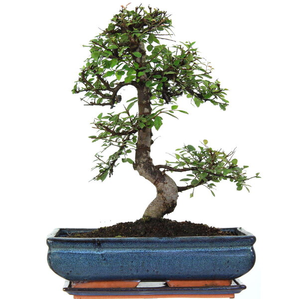 Chinese elm, Bonsai, 14 years, 48cm