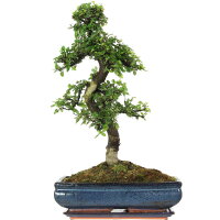 Chinese elm, Bonsai, 14 years, 59cm