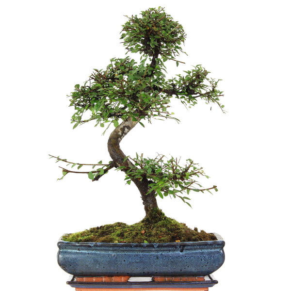 Chinese elm, Bonsai, 14 years, 57cm