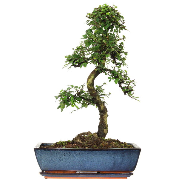 Chinese elm, Bonsai, 14 years, 57cm