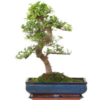 Chinese elm, Bonsai, 14 years, 55cm