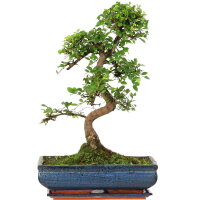 Chinese elm, Bonsai, 14 years, 56cm