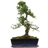 Chinese elm, Bonsai, 12 years, 46cm