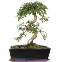 Chinese elm, Bonsai, 12 years, 41cm