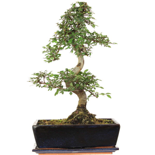 Chinese elm, Bonsai, 12 years, 48cm