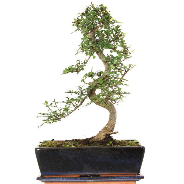 Chinese elm, Bonsai, 12 years, 47cm