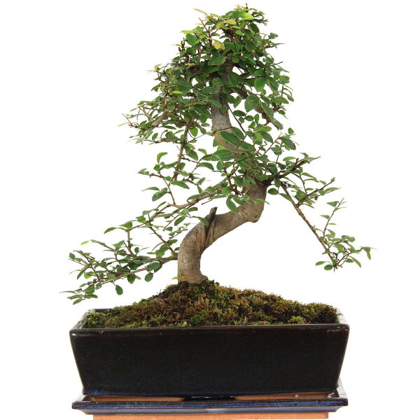 Chinese elm, Bonsai, 12 years, 39cm