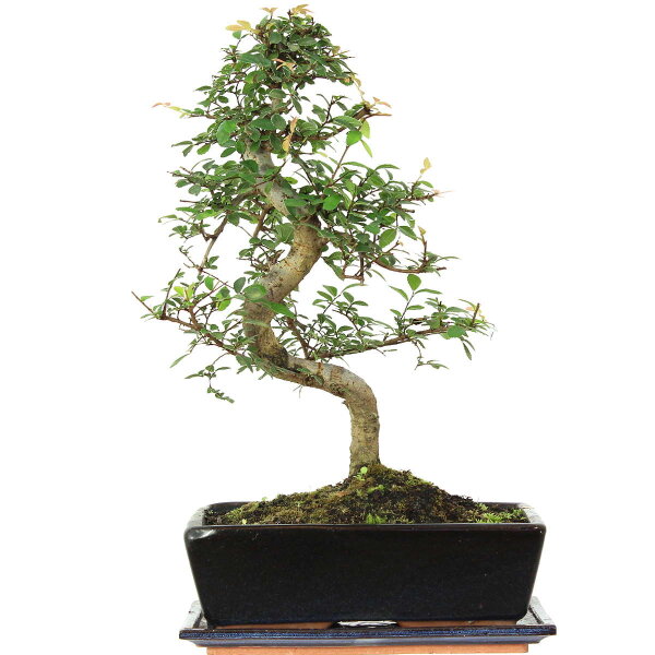 Chinese elm, Bonsai, 12 years, 47cm