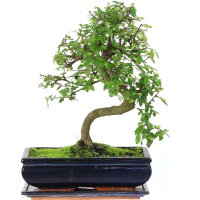 Chinese elm, Bonsai, 12 years, 42cm