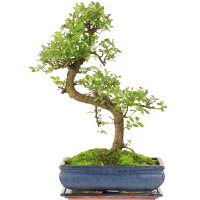 Chinese elm, Bonsai, 12 years, 56cm