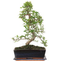 Chinese elm, Bonsai, 12 years, 49cm