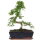 Chinese elm, Bonsai, 12 years, 43cm