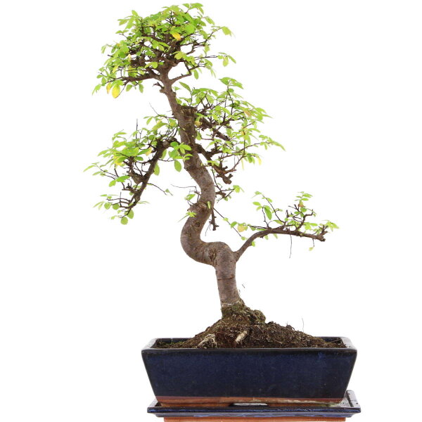 Chinese elm, Bonsai, 12 years, 55cm
