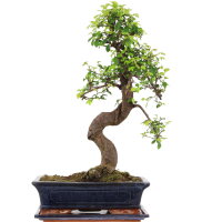 Chinesische Ulme, Bonsai, 12 Jahre, 53cm