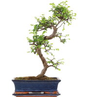 Chinesische Ulme, Bonsai, 12 Jahre, 52cm
