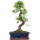 Chinese elm, Bonsai, 12 years, 52cm