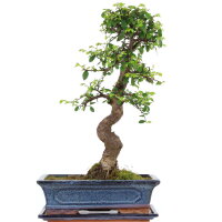 Chinesische Ulme, Bonsai, 12 Jahre, 50cm