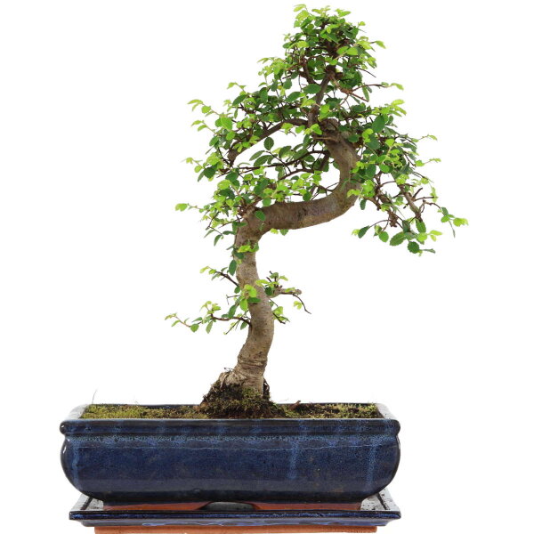 Chinesische Ulme, Bonsai, 12 Jahre, 43cm
