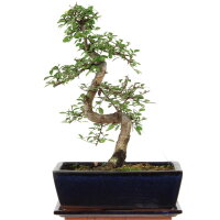 Chinesische Ulme, Bonsai, 11 Jahre, 39cm