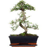 Chinese elm, Bonsai, 11 years, 37cm