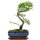 Chinese elm, Bonsai, 10 years, 33cm