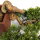 Jałowiec chiński, Bonsai, 20 letnie, 21cm