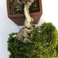Chinese Juniper, Bonsai, 20 years, 22cm