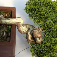 Chinese Juniper, Bonsai, 20 years, 22cm